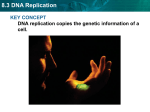 8.3 DNA Replication