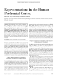 Representations in the Human Prefrontal Cortex