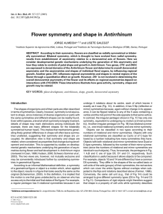 Flower symmetry and shape in Antirrhinum