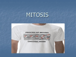 Mitosis Notes