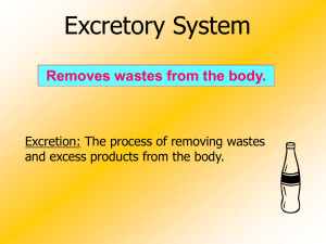 Excretory