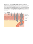 Supplemental Figure 1. Tumor depth staging for esophageal