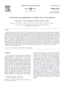 Construction and applications of yellow fever virus replicons