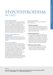 Hypothyroidism - Shaw Veterinary Centre