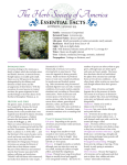 Artemisia Quick Facts - Herb Society of America