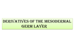 Derivatives of the mesodermal germ layer