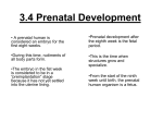 3.4 Prenatal Development
