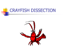 CRAYFISH DISSECTION
