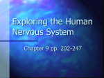 Exploring the Human Nervous System