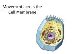 Movement across the Cell Membrane