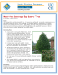 Meet the Saratoga Bay Laurel Tree