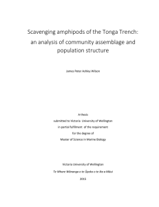 Scavenging amphipods of the Tonga Trench