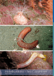 Holothuroidea – Sea Cucumbers - Marine Benthic Fauna of Chilean