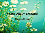 Facts About Insects!!