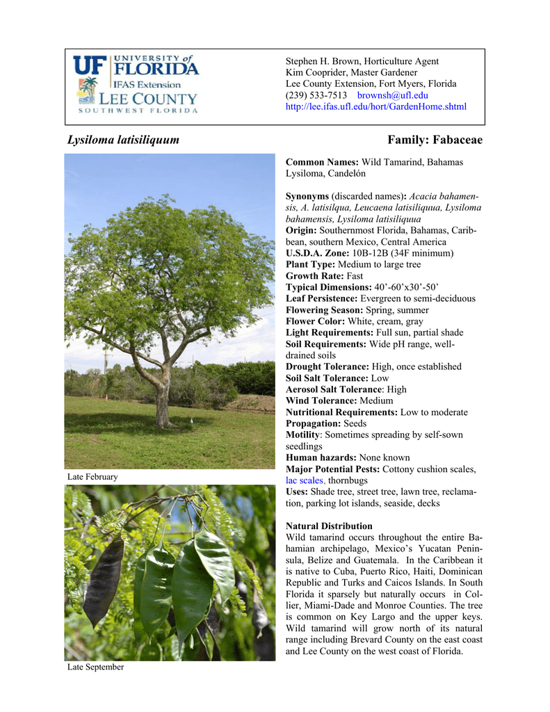 Lysiloma Latisiliquum Lee County Extension Lysiloma Latisiliquum Lee County Extension