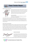 Flexor tendon information sheet