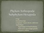Phylum Arthropoda Subphylum Hexapoda