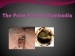 The Palm Tree of Cambodia