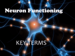 Neuron Functioning