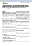 Anatomic Landmarks and Morphometric Measurements for Accurate