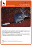 Greater bilby - WWF