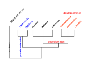 deuterostomes