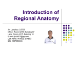 Introduction of Regional Anatomy