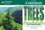 Common Trees of PA - DCNR