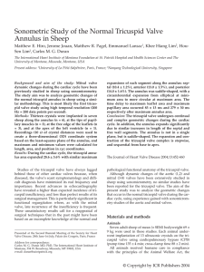 Sonometric Study of the Normal Tricuspid Valve Annulus in Sheep