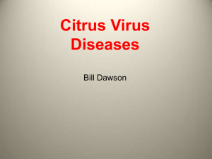Citrus Virus Diseases