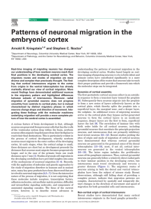 Patterns of neuronal migration in the embryonic cortex