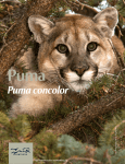 Puma concolor