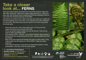 Take a closer look at... FERNS