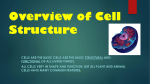 Overview of Cell Structure