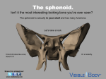 The sphenoid.
