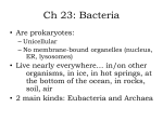 Ch 23: Bacteria - Aurora City Schools