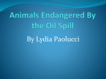 Animals Endangered By the Oil Spill