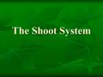 The Shoot System