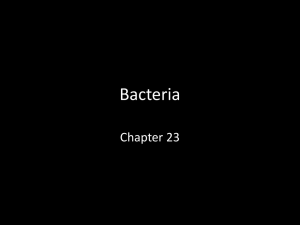 Bacteria