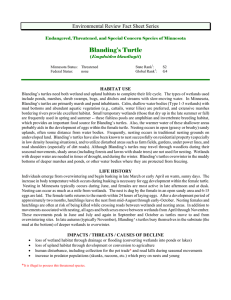 Blanding`s Turtle Fact Sheet