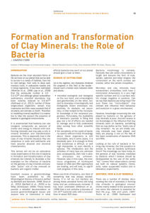 Formation and Transformation of Clay Minerals: the Role of Bacteria