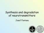Synthesis and degradation of neurotransmitters