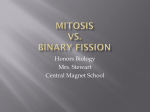 Mitosis vs. binary fission