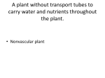 A plant without transport tubes to carry water and nutrients