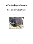 MCombating the Invasive Species of Asian Carp