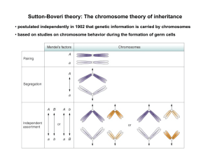 Sutton-Boveri theory: The chromosome theory of inheritance