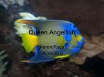 Queen Angelfish - Aaron Papa`s E