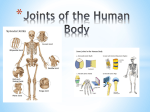 Joints of the Human Body