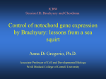 Control of notochord gene expression by Brachyury