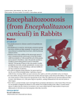 Encephalitozoonosis (from Encephalitazoon cuniculi) in Rabbits
